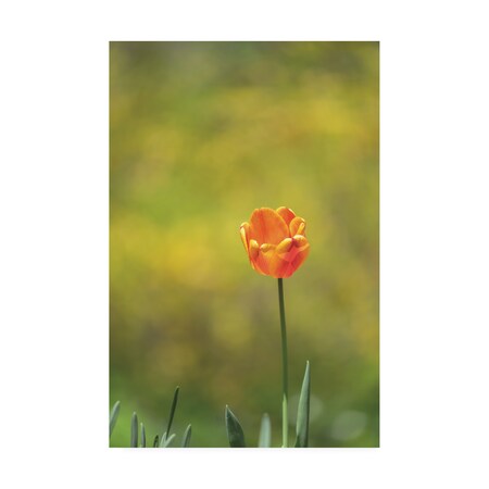 Kurt Shaffer Photographs 'A Bright Tulip' Canvas Art,22x32